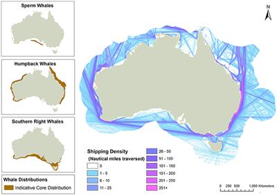 Frontiers | Vessel Strike of Whales in Australia: The Challenges of